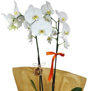 Alternative view of 2 Dallı Phalaenopsis Orkide Buketi