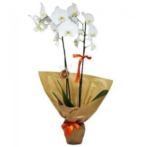 2 Dallı Phalaenopsis Orkide Buketi