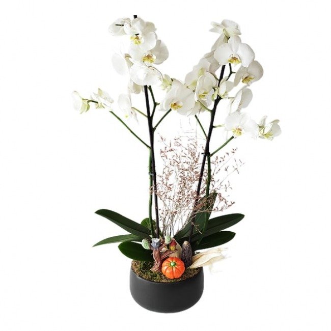 Klasik Siyah Saksı 2 Dal Beyaz Orkide